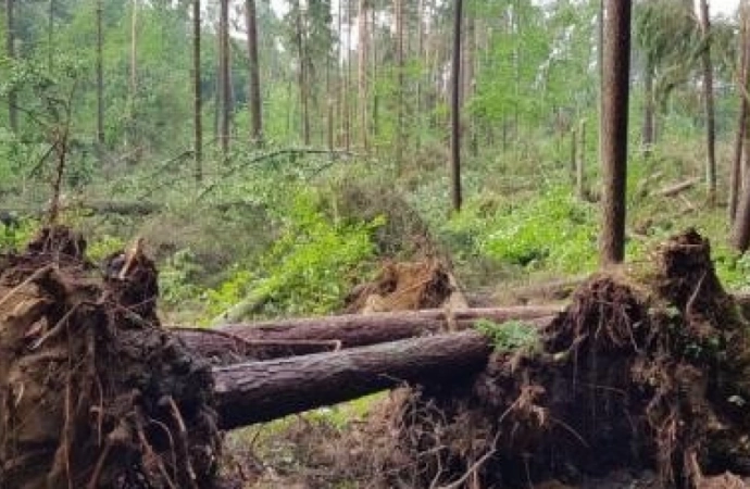 Trąba powietrzna zniszczyła las